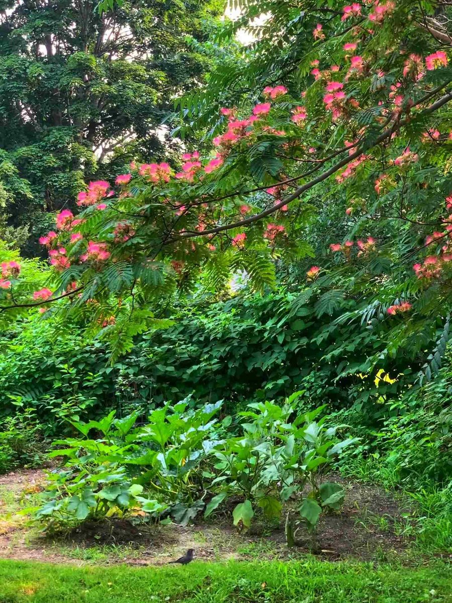 Serene garden featuring pink blooms and verdant greenery in a Chester home’s outdoor space